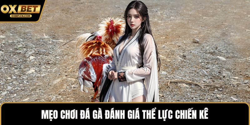 Mẹo chơi đá gà đánh giá thể lực chiến kê